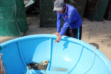 Phú Yên: Một đêm tôm hùm nuôi chết hàng trăm con,  người nuôi mất hàng trăm triệu đồng