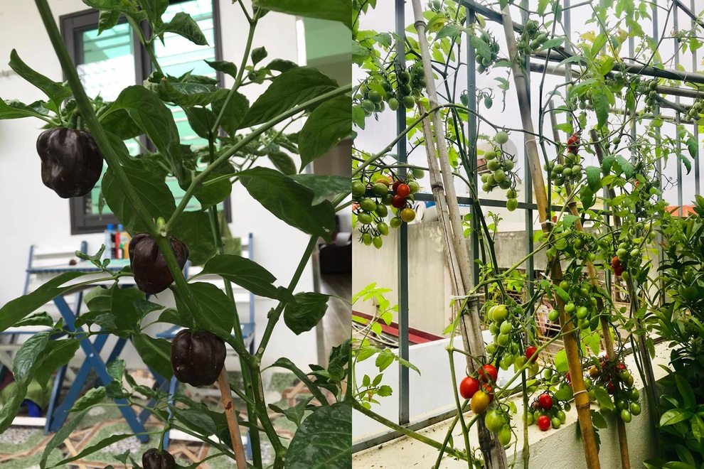 Tái chế đồ cũ, gia chủ Hải Phòng làm vườn sân thượng đẹp như công viên - 5 Tái chế đồ cũ, gia chủ Hải Phòng làm vườn sân thượng đẹp như công viên - 5