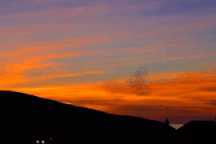 Clip: Đàn chim sáo tạo thành hình trái tim trên bầu trời