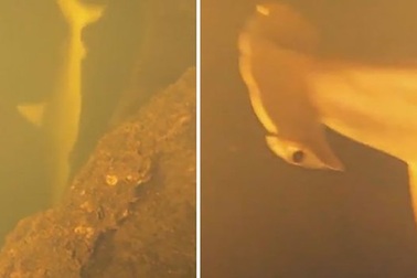 Phát hiện hàng loạt cá mập kì lạ sống trong khu vực núi lửa cực nguy hiểm