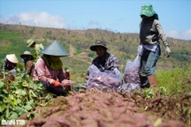 Nông dân thu 150-200 triệu đồng/ha nhờ thứ củ xuất xứ từ nước ngoài