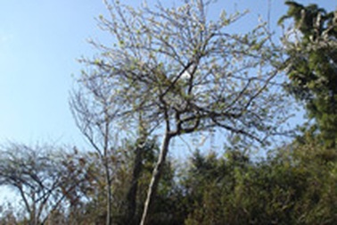 Đào rừng "cháy" hàng