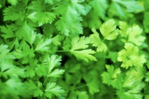 Ăn rau mùi tây vừa giúp cải thiện đường máu vừa tốt cho gan, thận