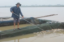 Thủy điện Hòa Bình xả lũ làm chết hàng trăm tấn cá lồng ở sông Đà