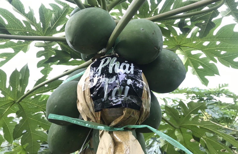 Đu đủ in chữ thư pháp cháy hàng dịp Tết - 4 Đu đủ in chữ thư pháp cháy hàng dịp Tết - 4