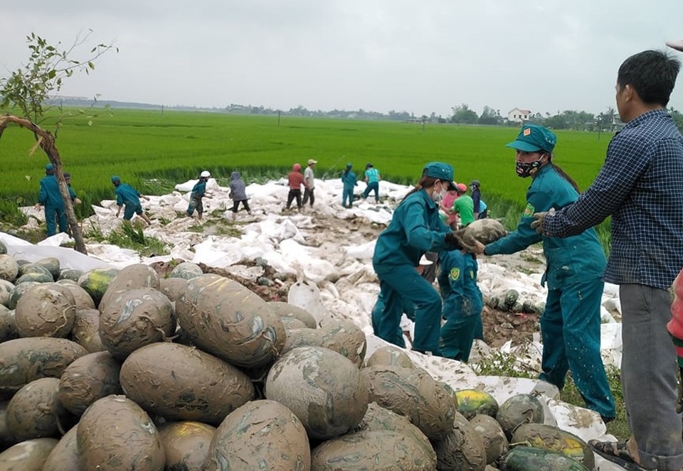 Hàng chục người giải cứu 25 tấn dưa hấu tắm bùn dưới ruộng - 2 Hàng chục người giải cứu 25 tấn dưa hấu tắm bùn dưới ruộng - 2