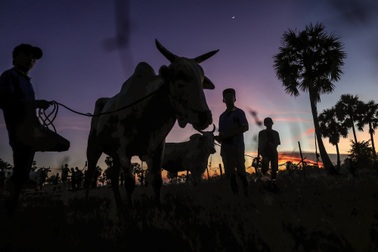 Hội đua bò Bảy Núi nhộn nhịp từ 2h sáng