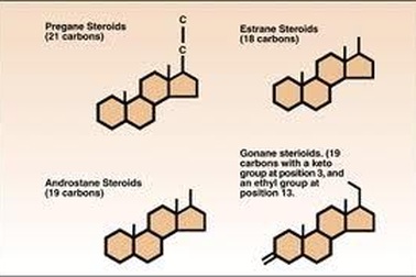 Estrogen - Thuốc ngừa thai và những liên lụy