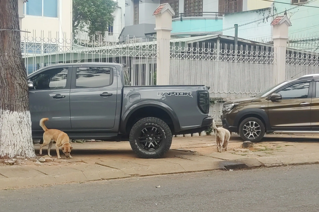 Người dân vẫn thả chó chạy rông ở Gia Lai, điểm nóng về bệnh dại - 2 Người dân vẫn thả chó chạy rông ở Gia Lai, điểm nóng về bệnh dại - 2