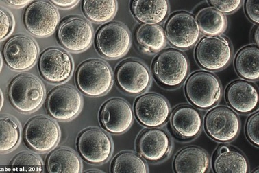 Đột phá tạo trứng từ tế bào máu - dấu chấm hết cho vô sinh?