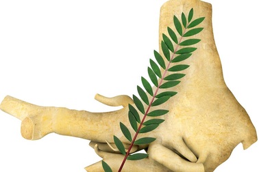 5 thảo dược giúp phái mạnh luôn khoẻ và sung mãn