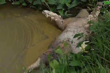 Xác lợn trôi nổi dọc mương nước, bốc mùi hôi thối