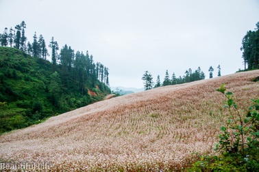 Mê mẩn những cánh đồng hoa tam giác mạch đẹp nhất Việt Nam