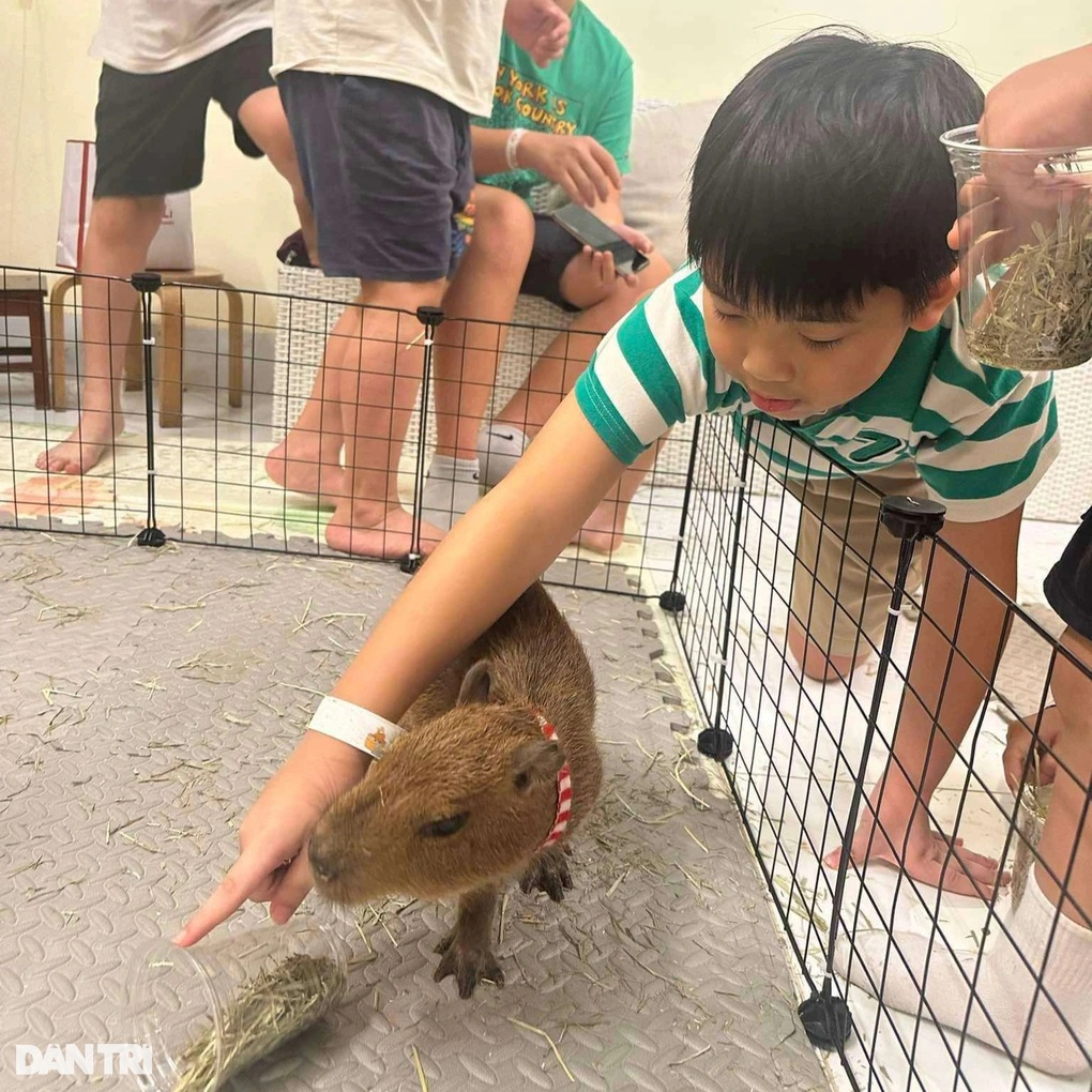 Chuột lang nước capybara gây sốt, người Hà Nội chờ nửa ngày để được vuốt ve - 1 Chuột lang nước capybara gây sốt, người Hà Nội chờ nửa ngày để được vuốt ve - 1