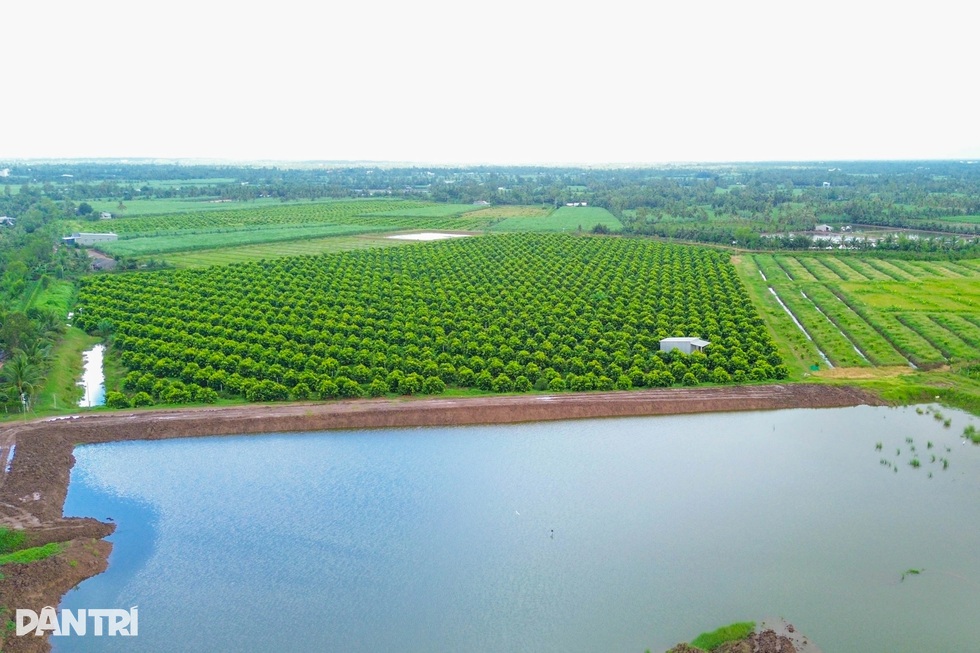 Lão nông rồ bỏ hàng chục tỷ đồng tạo giống trái cây quê, được giá khó tin - 5 Lão nông rồ bỏ hàng chục tỷ đồng tạo giống trái cây quê, được giá khó tin - 5