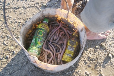 Lùng bắt hải sâm trên vịnh Lăng Cô