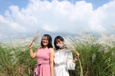 Giới trẻ nô nức check-in cánh đồng cỏ lau gần phố cổ Hội An