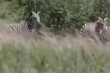 Tai nạn khi săn mồi, sư tử dính đòn đau của ngựa vằn