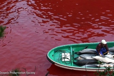 Ám ảnh với chuyến săn cá voi đẫm máu ở Nhật Bản