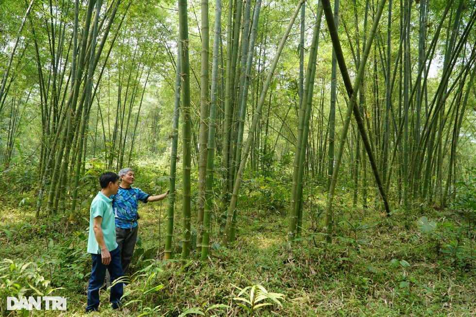 Nuôi con ăn học, xây nhà nhờ cây được mệnh danh là vàng xanh - 2 Nuôi con ăn học, xây nhà nhờ cây được mệnh danh là vàng xanh - 2