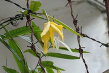 Hoa Dẻ chưa kịp chín