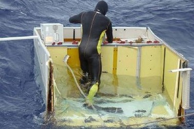 Tín hiệu thu được không phải từ hộp đen máy bay Pháp