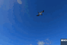 Phát hiện nghĩa địa cá mập khổng lồ dưới đáy đại dương