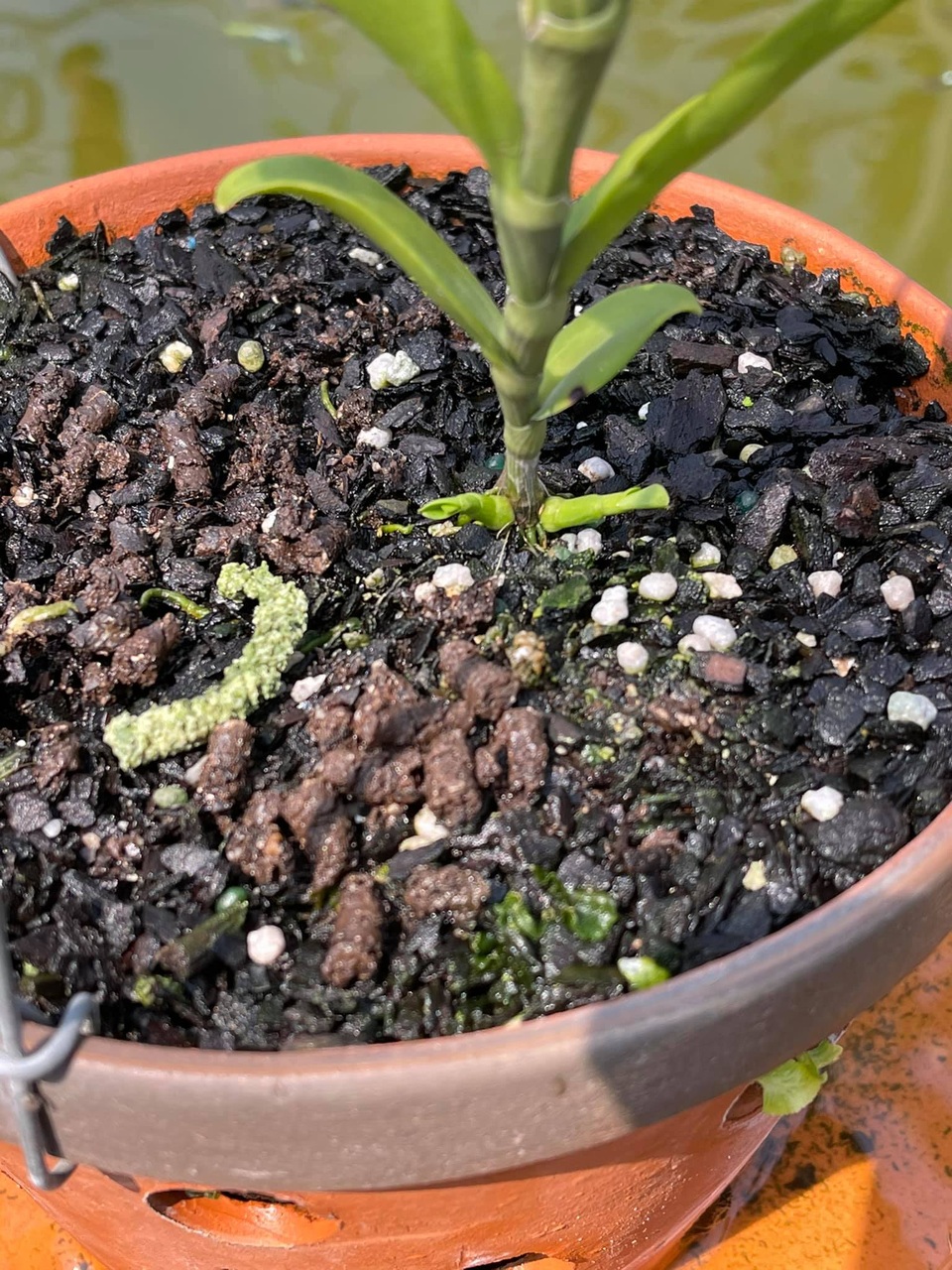 Nghệ nhân Nguyễn Hồ Phúc Vinh chia sẻ bí quyết giữ lan rừng lâu tàn - 4 Nghệ nhân Nguyễn Hồ Phúc Vinh chia sẻ bí quyết giữ lan rừng lâu tàn - 4