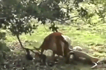 Thế giới động vật: Chó nhà bị trăn cỡ lớn tấn công và màn "lật kèo" bất ngờ