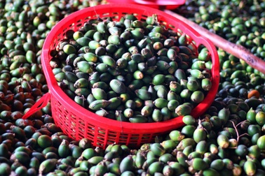 Giá cau tươi tăng cao kỷ lục, người dân vừa cầm tiền đã... lo