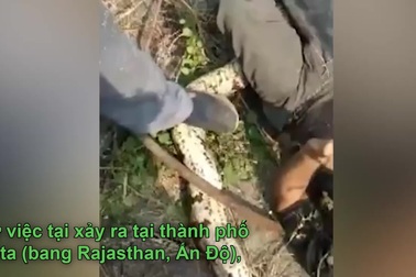 Người đàn ông suýt mất mạng vì bị trăn cỡ lớn tấn công