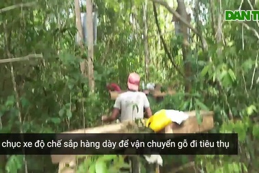 Cận cảnh các đối tượng lâm tặc tàn phá rừng và vận chuyển gỗ qua trạm