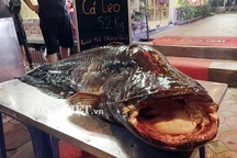 Cá leo 'khủng' nặng 52kg, dài bằng người lớn tiền triệu/kg ở Thủ đô