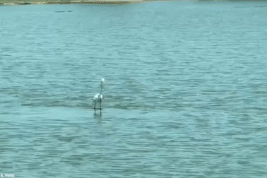 Diệc "thản nhiên" đứng trên lưng hà mã như đang lướt sóng giữa sông