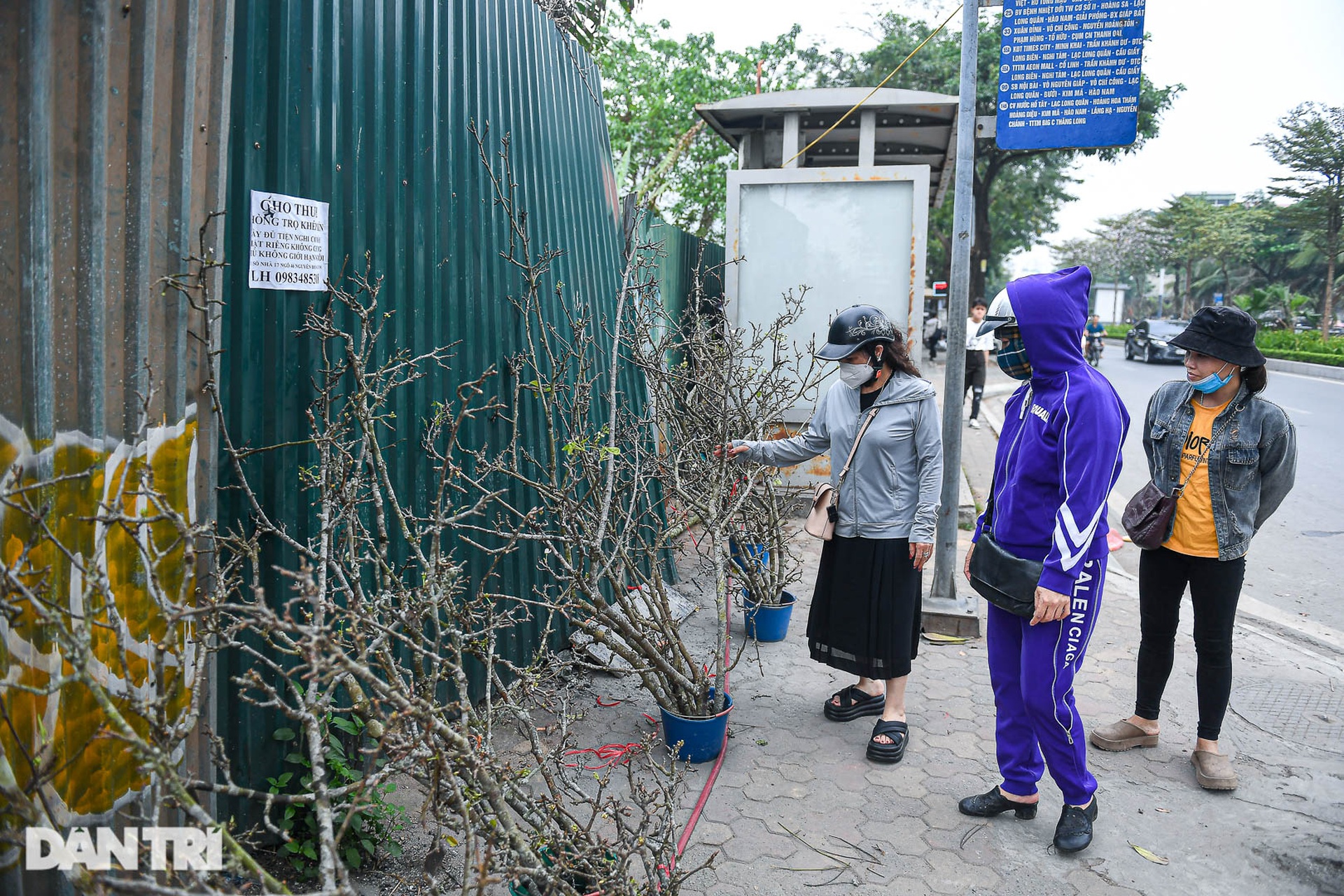 Đào phai, mai tàn, người Hà Nội chi tiền triệu mua lê rừng sau Tết - 3 Đào phai, mai tàn, người Hà Nội chi tiền triệu mua lê rừng sau Tết - 3