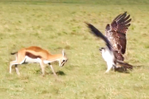 Linh dương liều mình húc văng đại bàng cứu con