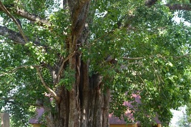 Cây Bồ đề 132 tuổi cao ngang nhà 10 tầng được công nhận Cây Di sản