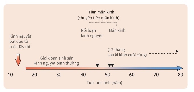 Estrogen suy giảm, chị em phải đối mặt với hàng loạt bệnh - 2