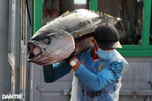 Giá dầu tăng cao, ngư dân lại vật vã bám biển