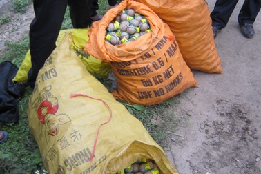 Bắt đối tượng vận chuyển lậu 500 quả pháo