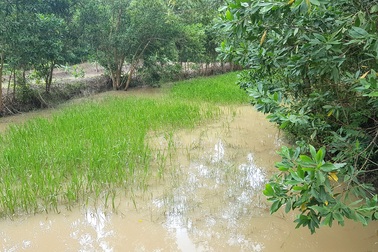 Sang nhà bà chơi, bé trai 2 tuổi ngã xuống ao chết đuối