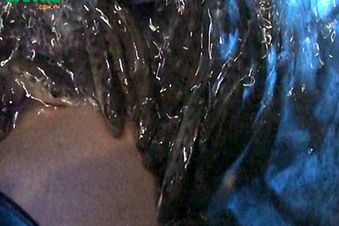 Ẩn hoạ từ massage cá