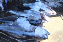 Loay hoay “nâng tầm” cho cá ngừ đại dương