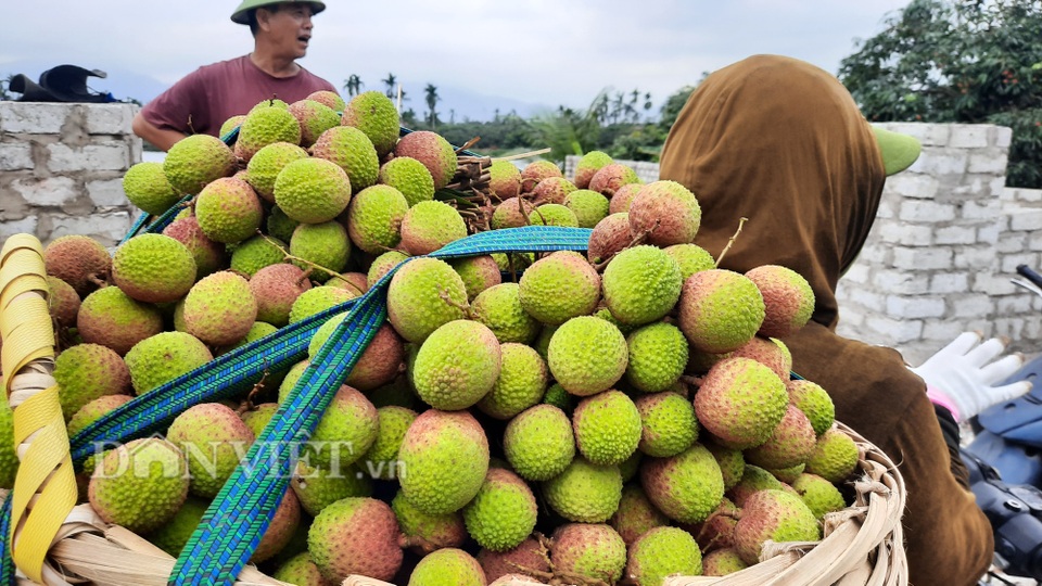 Quảng Ninh: Bội thu vải chín sớm, thương lái kéo về mua nườm nượp, nông dân thu tiền tỷ - 1 Quảng Ninh: Bội thu vải chín sớm, thương lái kéo về mua nườm nượp, nông dân thu tiền tỷ - 1