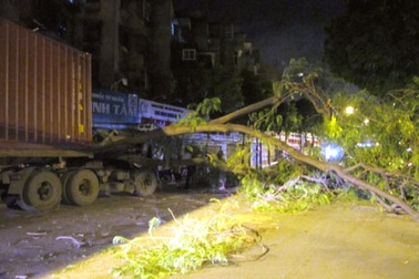 Cây to bật gốc, đè bẹp cabin xe container