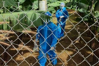 F0 bỏ trốn khỏi khu điều trị, leo lên ngọn cây… ẩn nấp