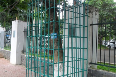 Khoác thêm 15 “áo giáp sắt” cho cây sưa