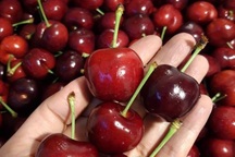 Hết thời giá rẻ, nhà giàu Việt ăn cherry Mỹ 1 triệu đồng/kg
