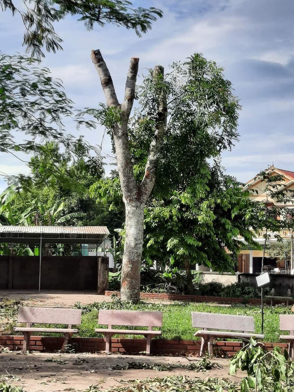 Hàng loạt cây xà cừ trong sân trường bị cắt trụi khiến người dân bức xúc - 3 Hàng loạt cây xà cừ trong sân trường bị cắt trụi khiến người dân bức xúc - 3