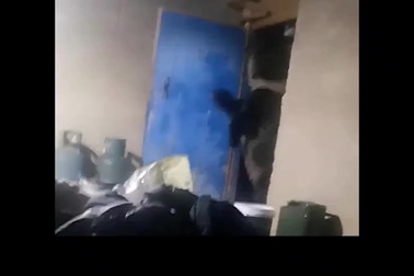 Hai mẹ con gấu nâu bất ngờ xông vào nhà dân để kiếm thức ăn